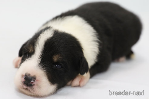 成約済の神奈川県のボーダーコリー-342035の7枚目